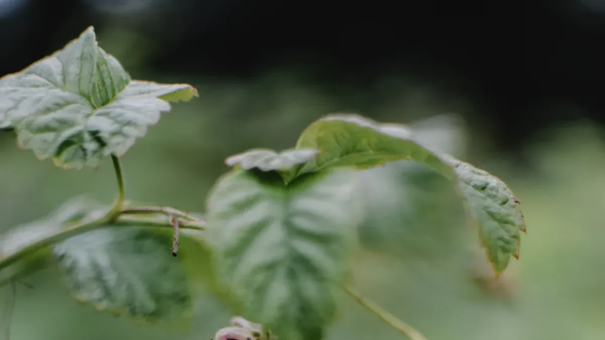 Common Bacterial Diseases