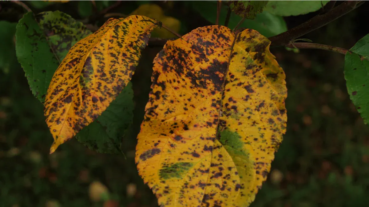Causes of Brown Spots