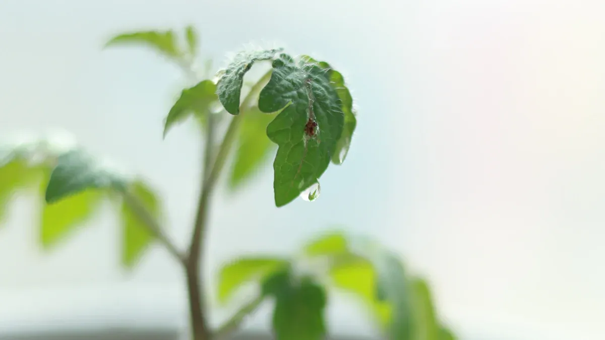 Identifying Money Plant Diseases