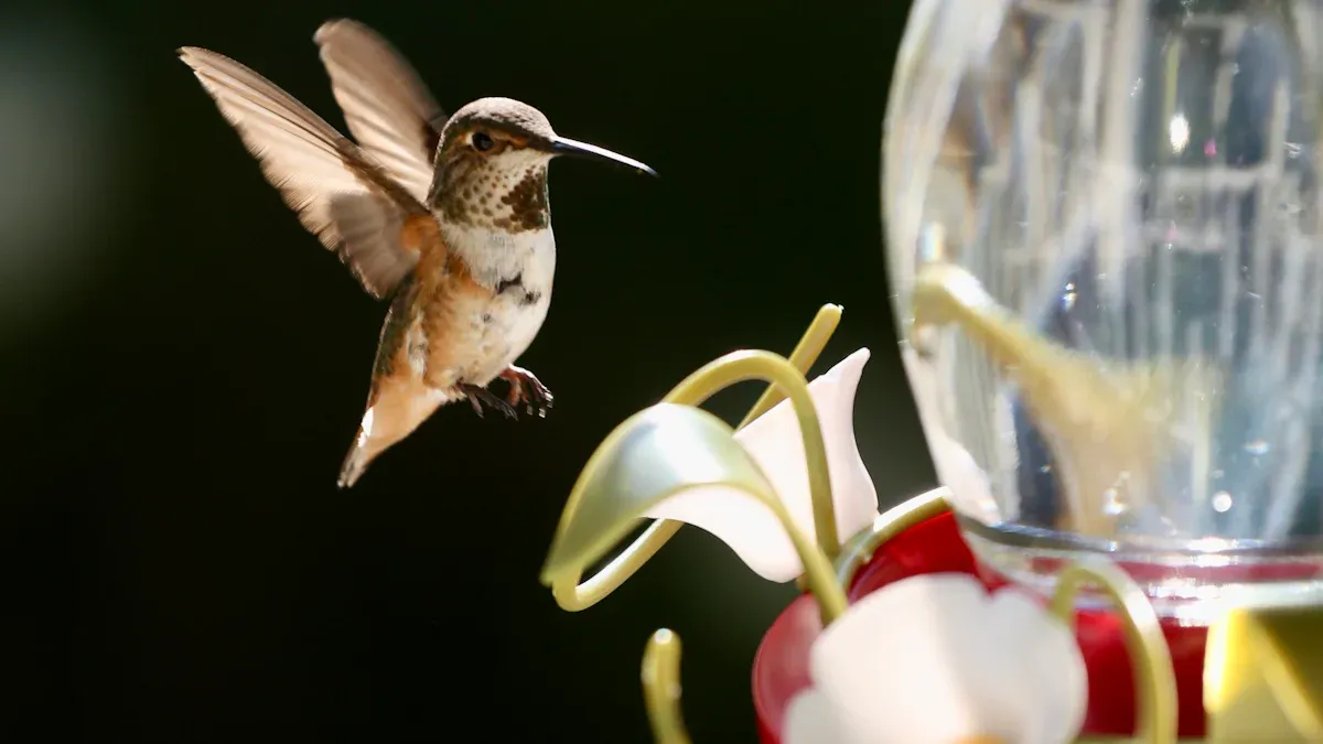 Watering the Hummingbird Lunch Plant