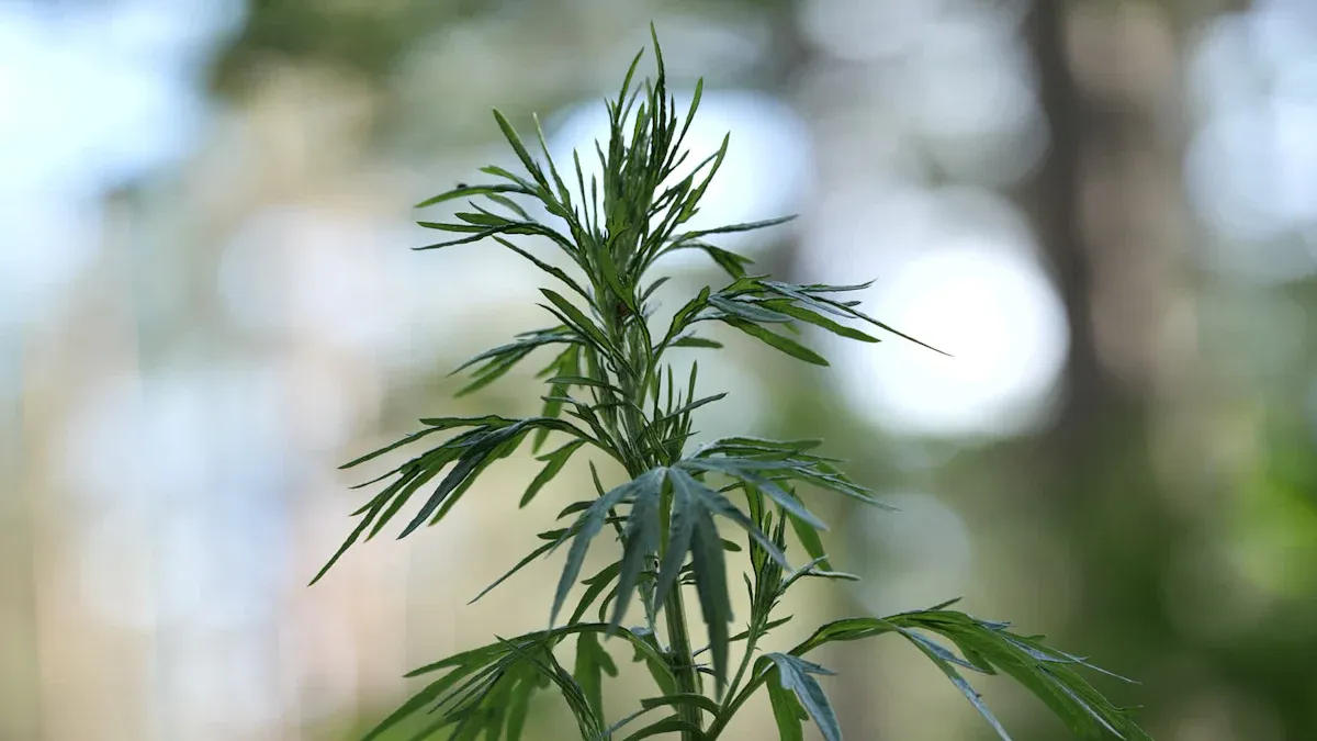 Best Time to Harvest