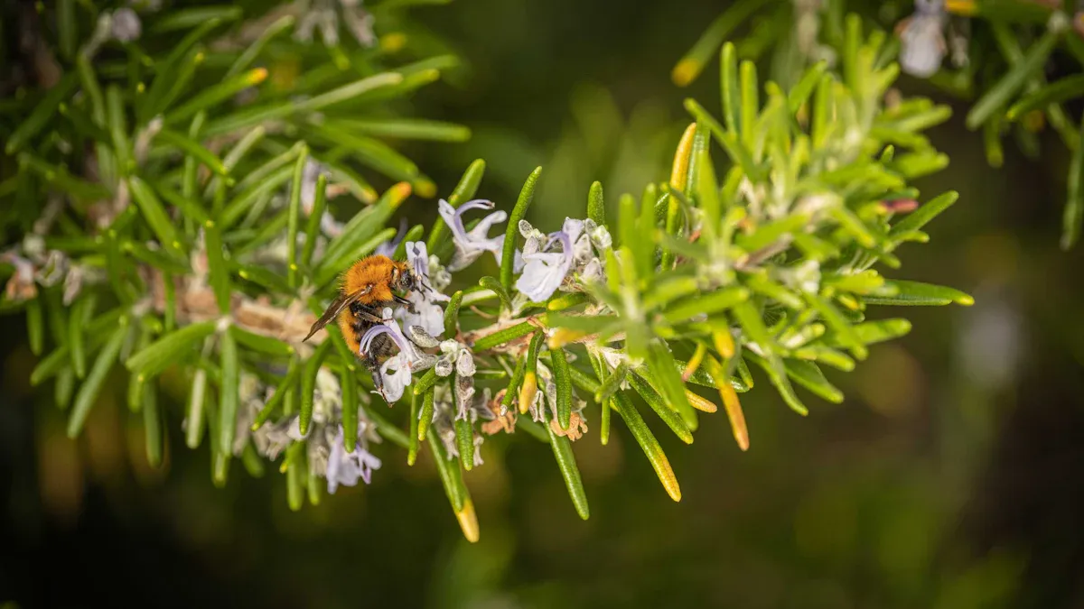 What Are the Little Bugs on My Rosemary Plant?