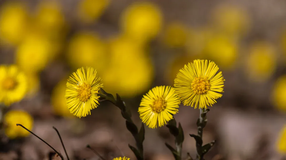 Early Spring Wildflowers in Vermont
