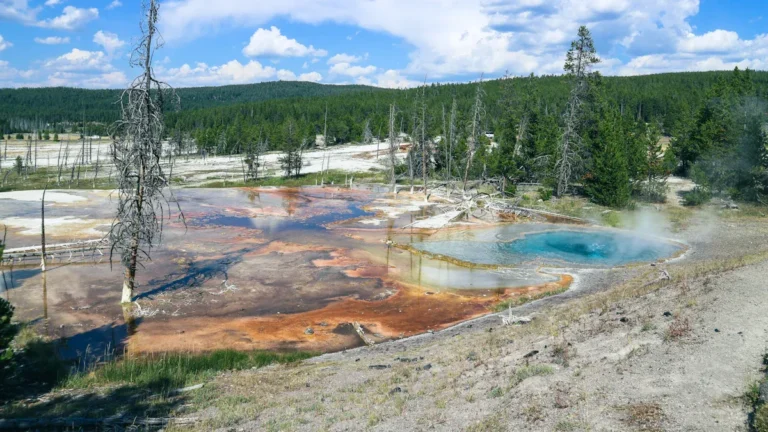 Soil Conditions Near Geysers: How They Affect Plant Growth and Survival