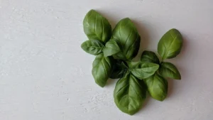 Little Bugs on My Living Basil Plant? Common Pests and How to Handle Them