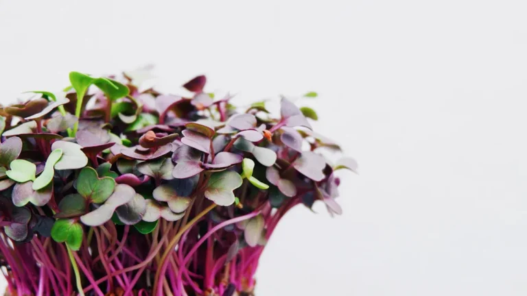 Choosing the Right Soil for Purple Shamrock Plants