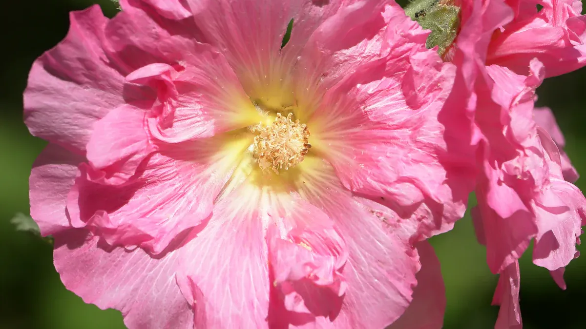 How to Plant Hollyhocks