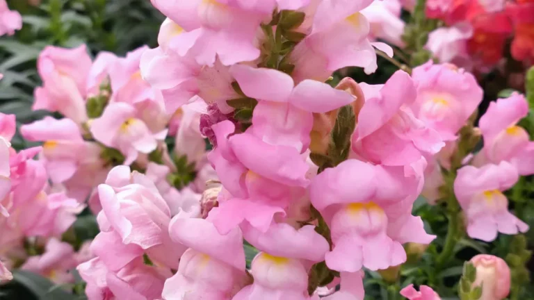 Snapdragon Plant Soil: How to Choose the Best Type for Healthy Growth