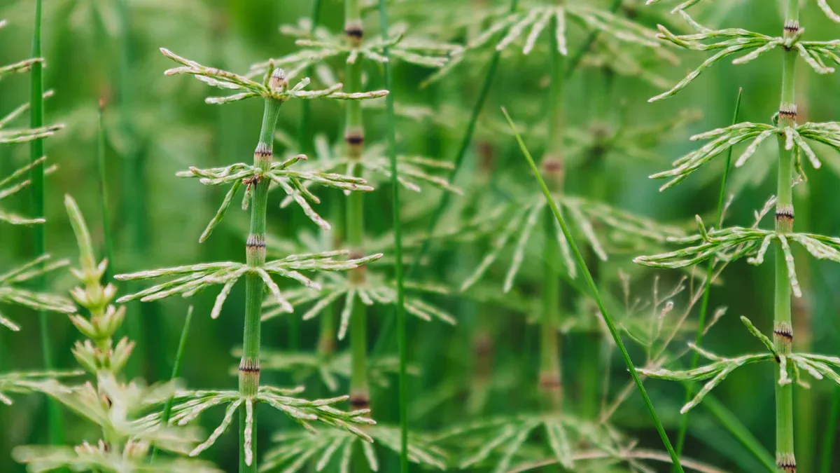Understanding Horsetail Needs