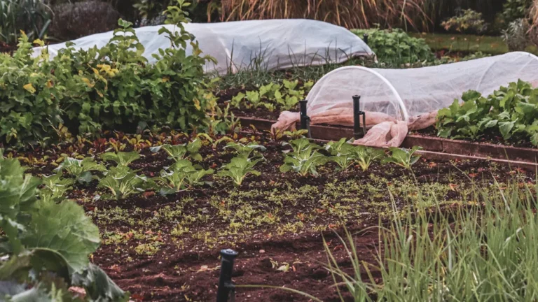 Fertilizing Your Horsetail Plant: Best Practices for Optimal Growth