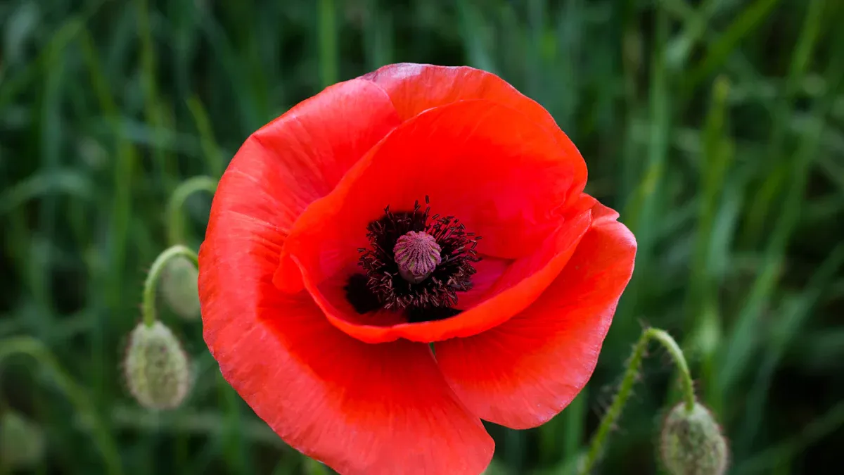 Readiness Indicators