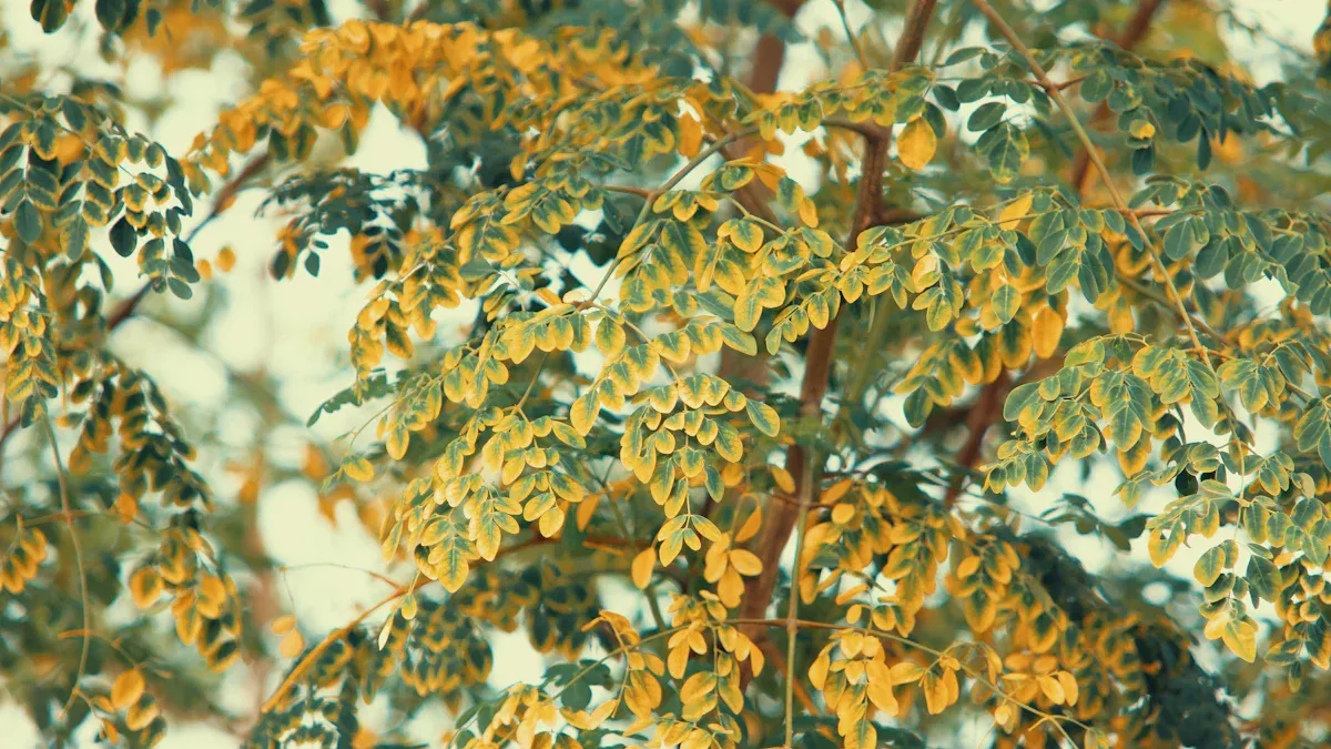 Preparation for Transplanting Moringa Plant