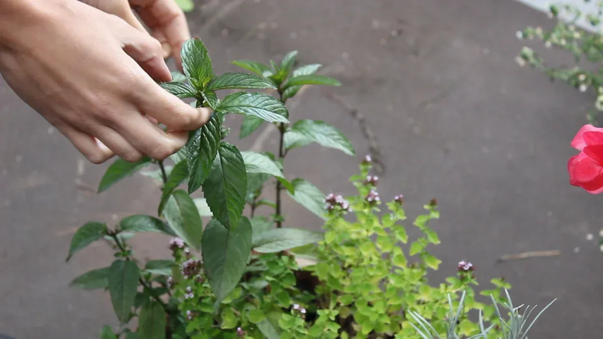 Perilla Plant Harvesting Techniques