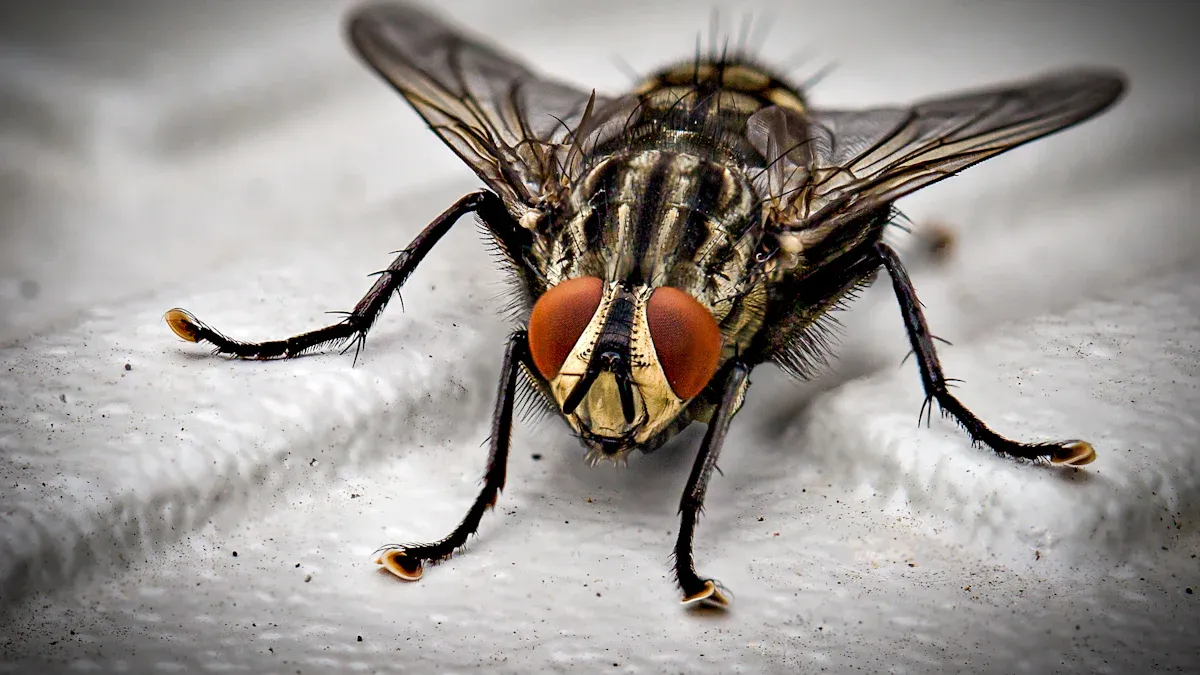 Common Maple Tree Pests