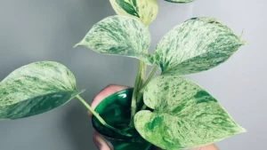 Exploring Different Types of Brazilian Pothos Plants: Choosing the Perfect Variety