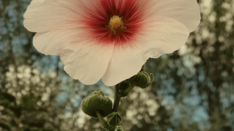 How Deep Does Hollyhock Plant Need to Be Planted?