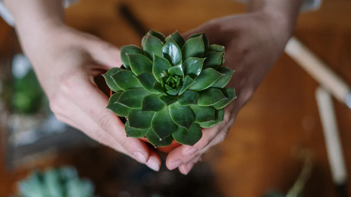 Tips to Revive a Succulent
