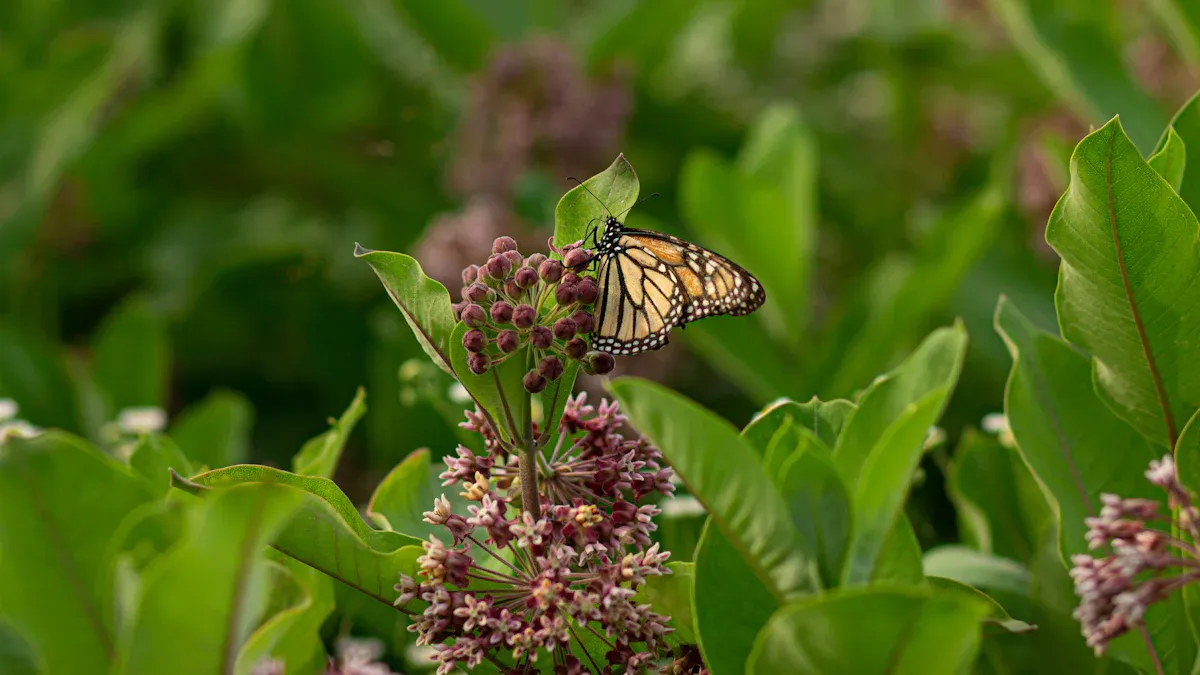 Treatment for Milkweed Plant Diseases