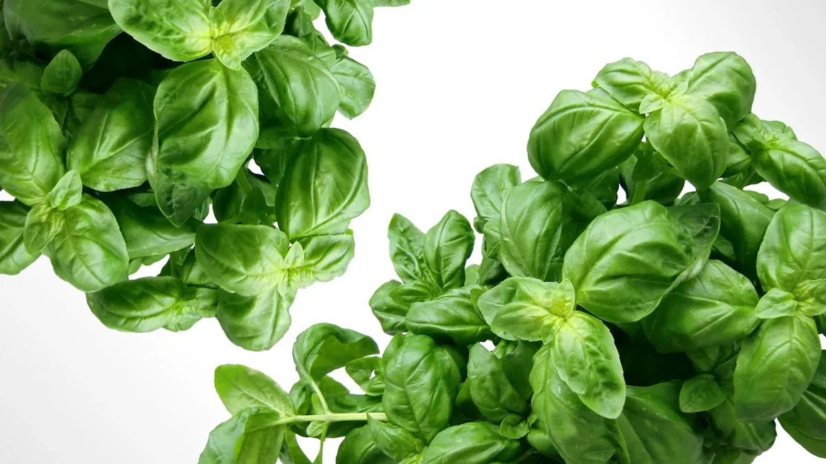 Effective Tarragon Care Solutions