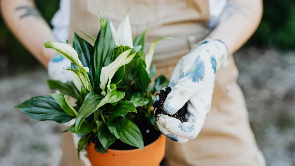 Essential Peace Lily Care