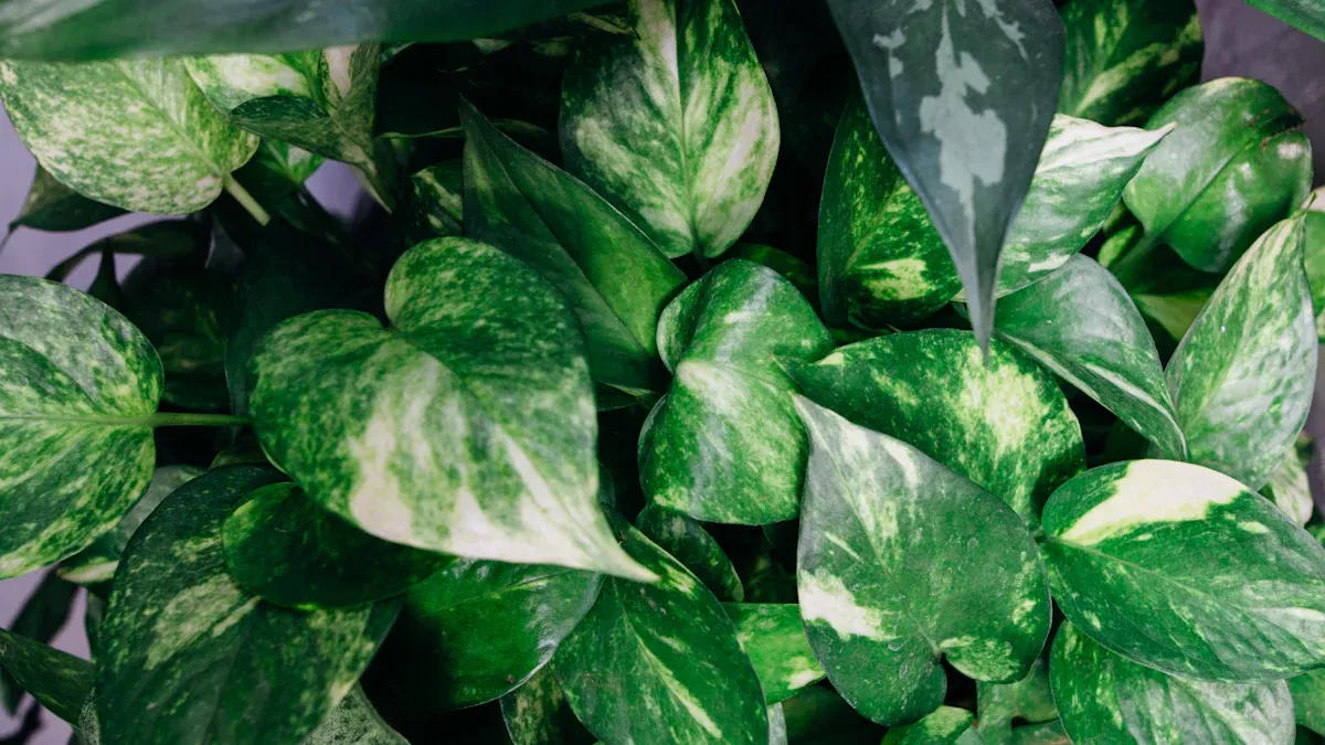 Discovering the Origin of Brazilian Pothos Plant