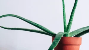 How to care for an aloe vera plant