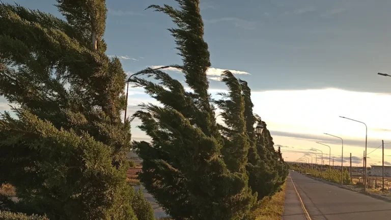 How to Tell if Arizona Cypress Tree Needs Watering