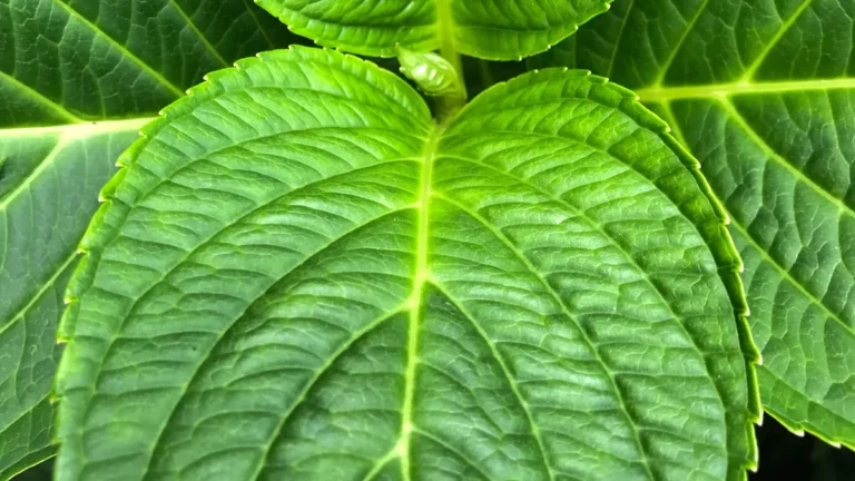 Vicks Plant Care: Essential Tips for Growing Plectranthus Tomentosa