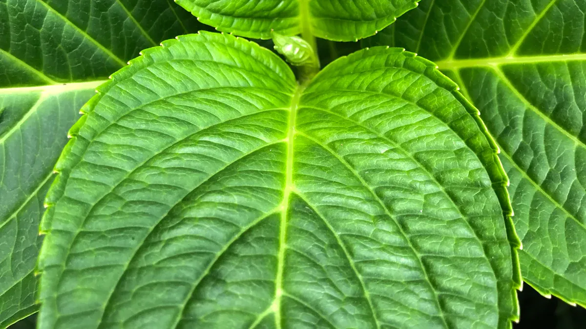 Vicks Plant Care: Essential Tips for Growing Plectranthus Tomentosa