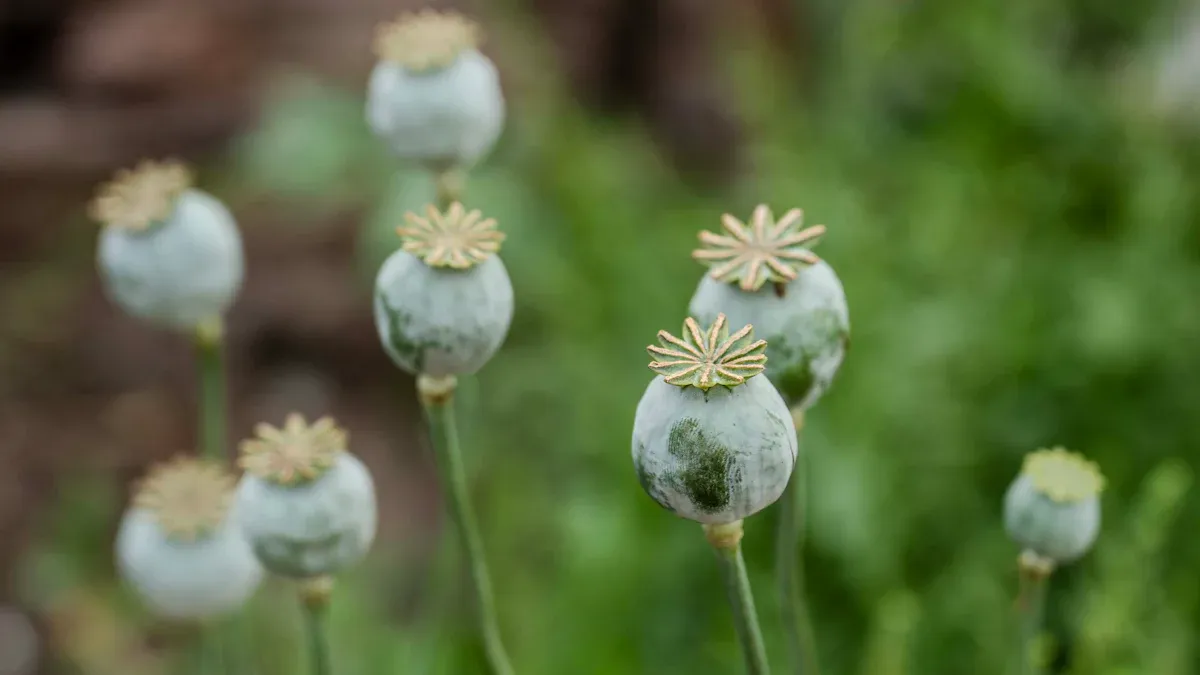 Poppy Seed Germination