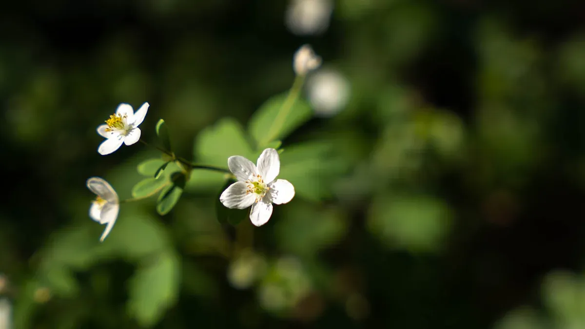 Health Perks of Romerillo