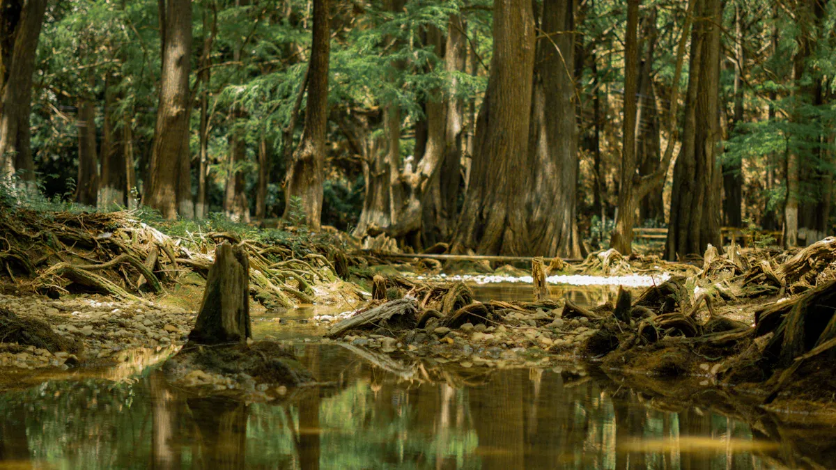 Bald Cypress