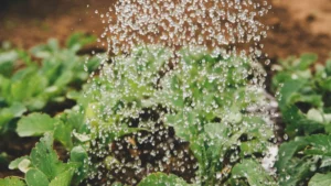 Choosing the Right Diatomaceous Earth for Outdoor Use