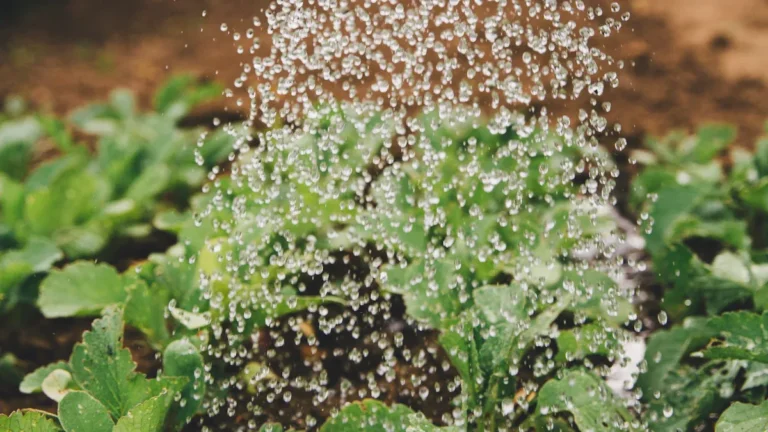 Choosing the Right Diatomaceous Earth for Outdoor Use