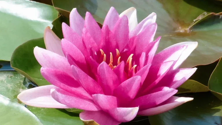 Lily Plant Stages of Growth: A Beginner’s Guide to Healthy Blossoms