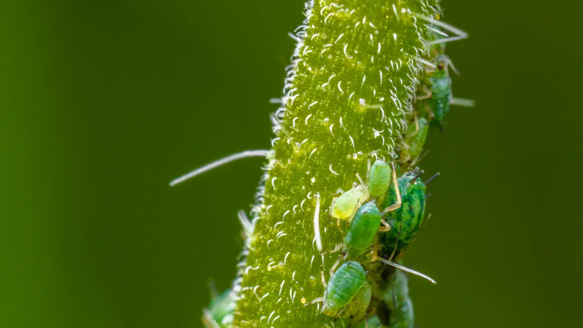 Aphids on Kale