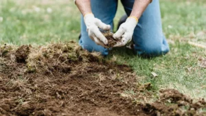 How to Start a No-Dig Garden