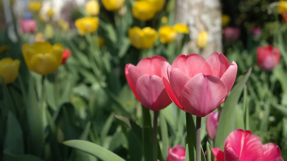Spring Bulb Care Basics