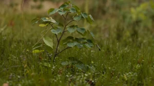 The Science Behind Bark Regeneration