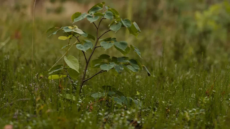 The Science Behind Bark Regeneration