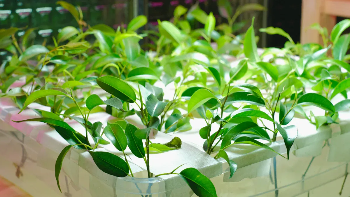 Why Blueberries Need Acidic Soil