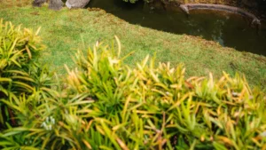 10 Shrubs You Should Prune in Spring (and 5 You Shouldn’t)