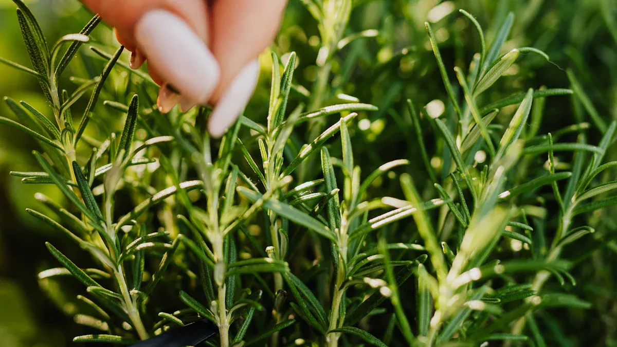 Top Companion Plants for Rosemary
