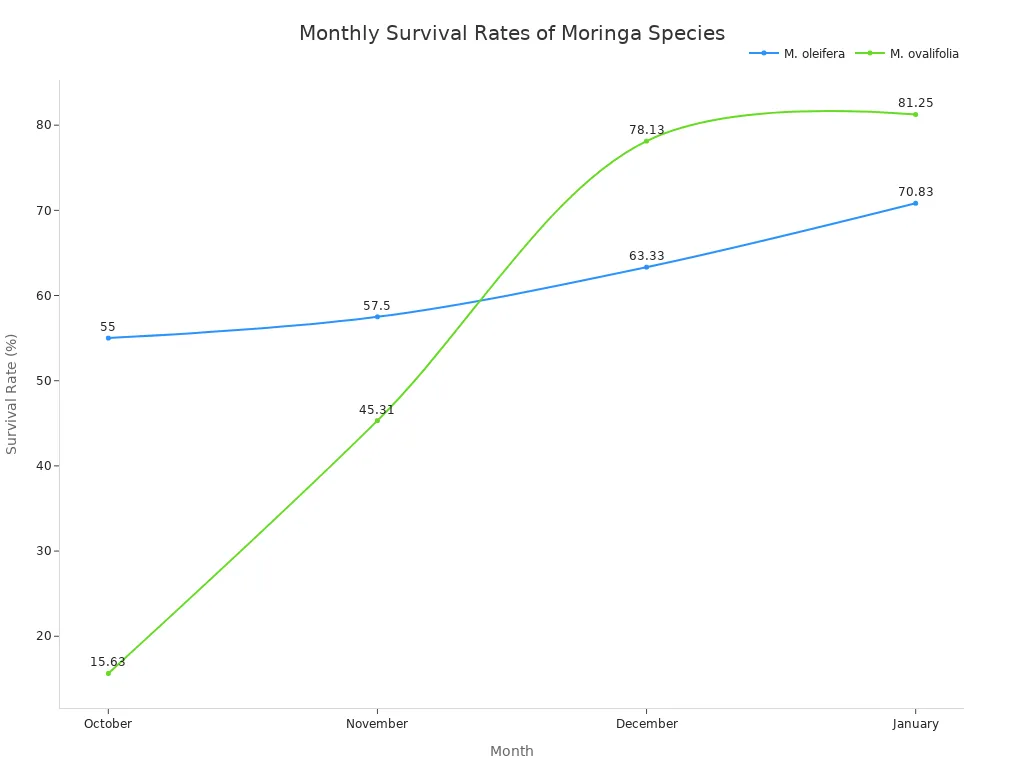 Line chart comparing monthly survival rates of M. oleifera and M. ovalifolia