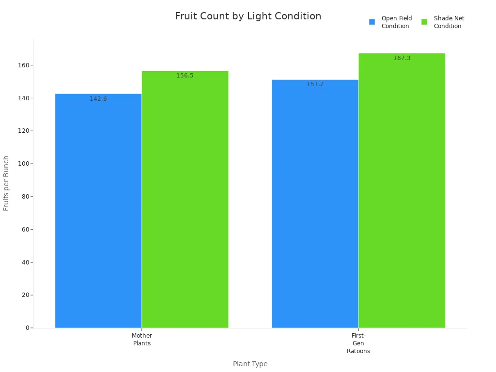 Grouped bar chart comparing number of fruits per bunch in Cavendish banana plants under open field and shade net conditions.