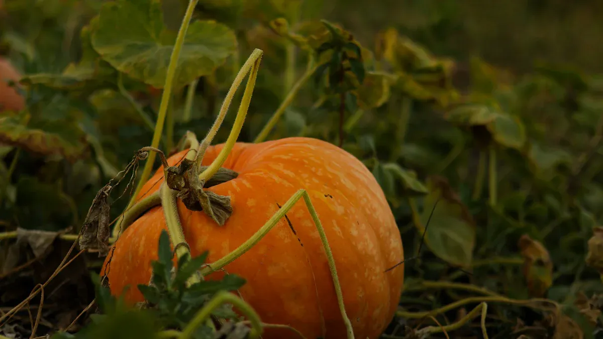 Squash Plant Diseases: How to Identify and Treat Common Issues
