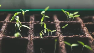 Why Refrigerating Seeds Boosts Germination Success