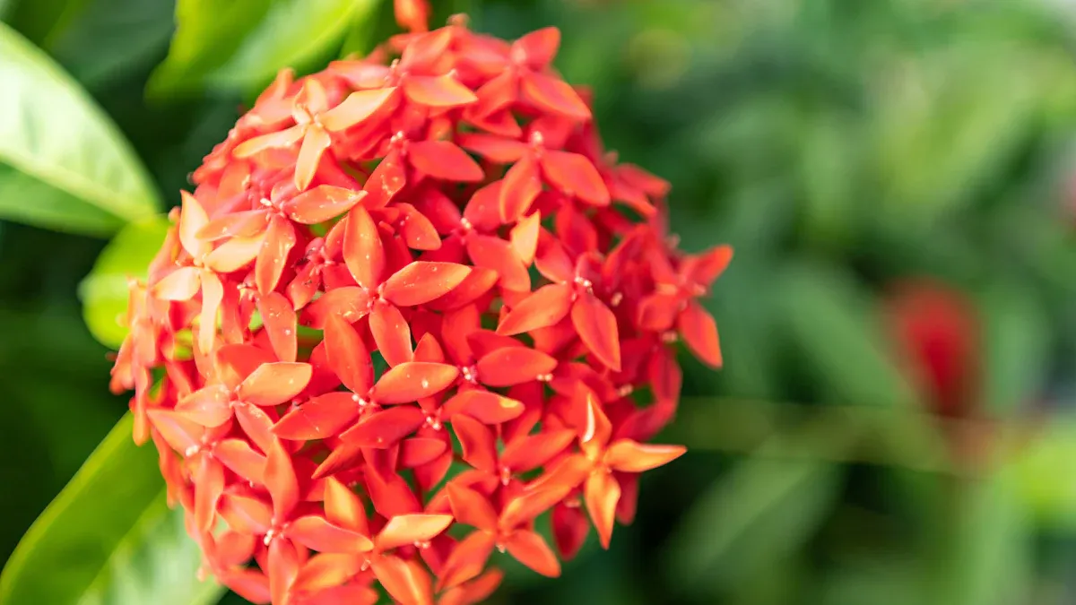 Types of Ixora Plants