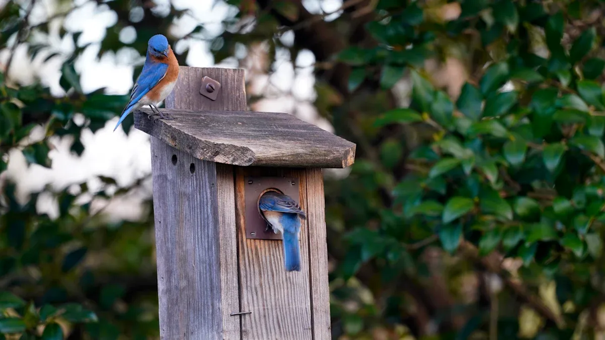 Attract Bluebirds through Habitat