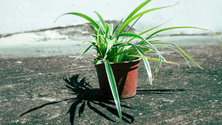 How to Get Rid of Thrips in Spider Plant